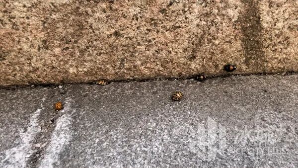 室内“醒”完室外“动”，冰城“花大姐”扎堆出洞！