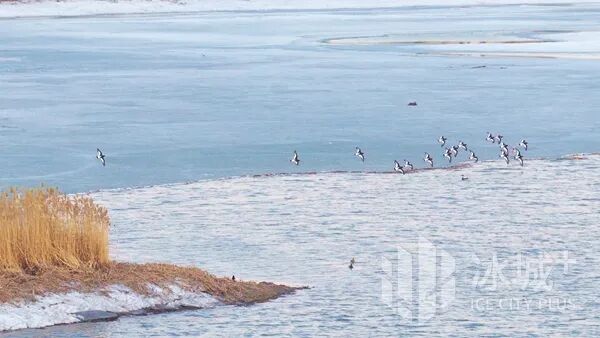 17只“胡萝卜嘴”小鸟扎堆松花江畔，让资深拍鸟人直呼罕见