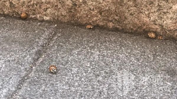 室内“醒”完室外“动”，冰城“花大姐”扎堆出洞！