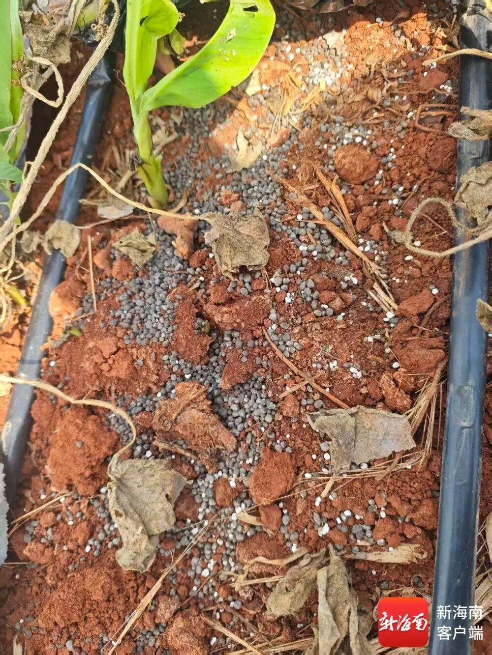 两部门介入调查！澄迈多名种植户反映南瓜生长迟缓，所用有机肥不合格
