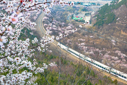 惊艳！北京春日限定花海列车上线