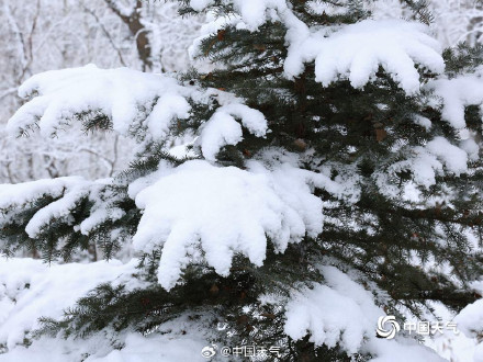 内蒙古迎降雪 呼伦贝尔牙克石大地一片银白