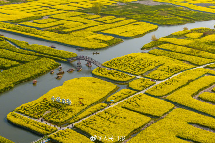 千垛水上油菜花进入观赏期