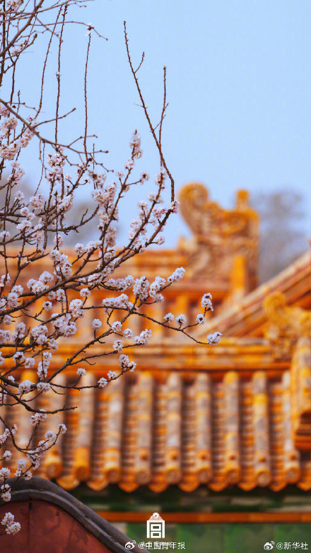 故宫春日壁纸上新了