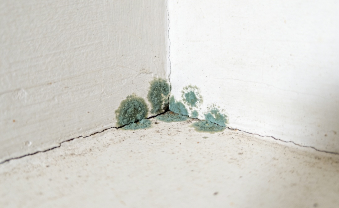 闻了下臭袜子就肺部感染？这些 “有味” 东西要远离