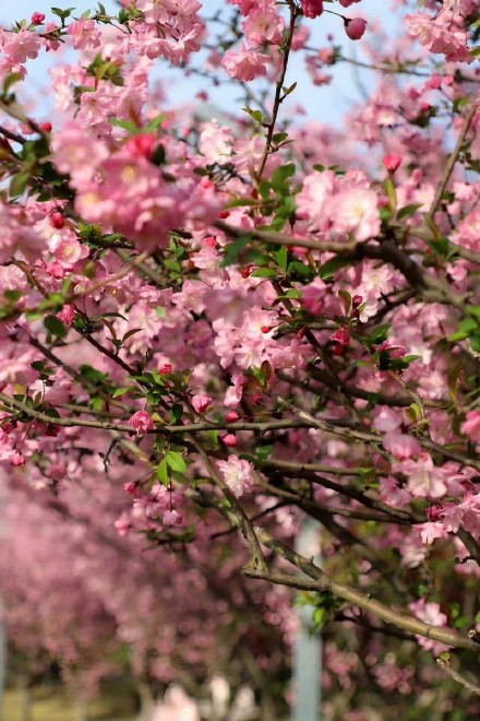 收藏转发！春天就是要到花海里去