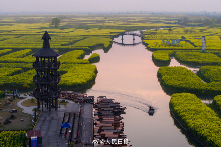 千垛水上油菜花进入观赏期