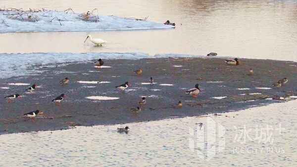 17只“胡萝卜嘴”小鸟扎堆松花江畔，让资深拍鸟人直呼罕见