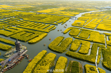 千垛水上油菜花进入观赏期