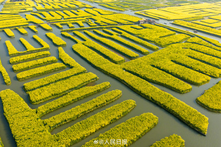 千垛水上油菜花进入观赏期