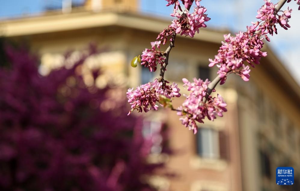 春到罗马 乐享周末