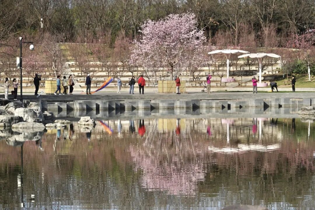 北京首条樱花河！北小河将开通水上巡游，最全攻略来了