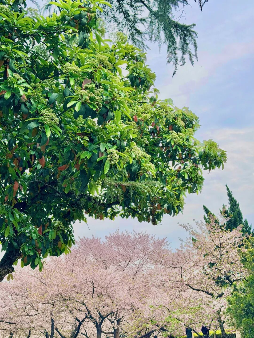 武汉这种绿花提前开了！散发臭味，为什么街头会种？