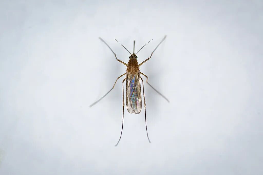 今年蚊子"史诗级加强"？上海人瑟瑟发抖…中疾控提醒