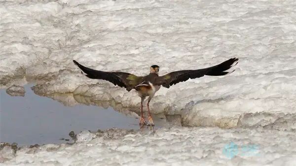 “黑冠舞者”凤头麦鸡现身松花江