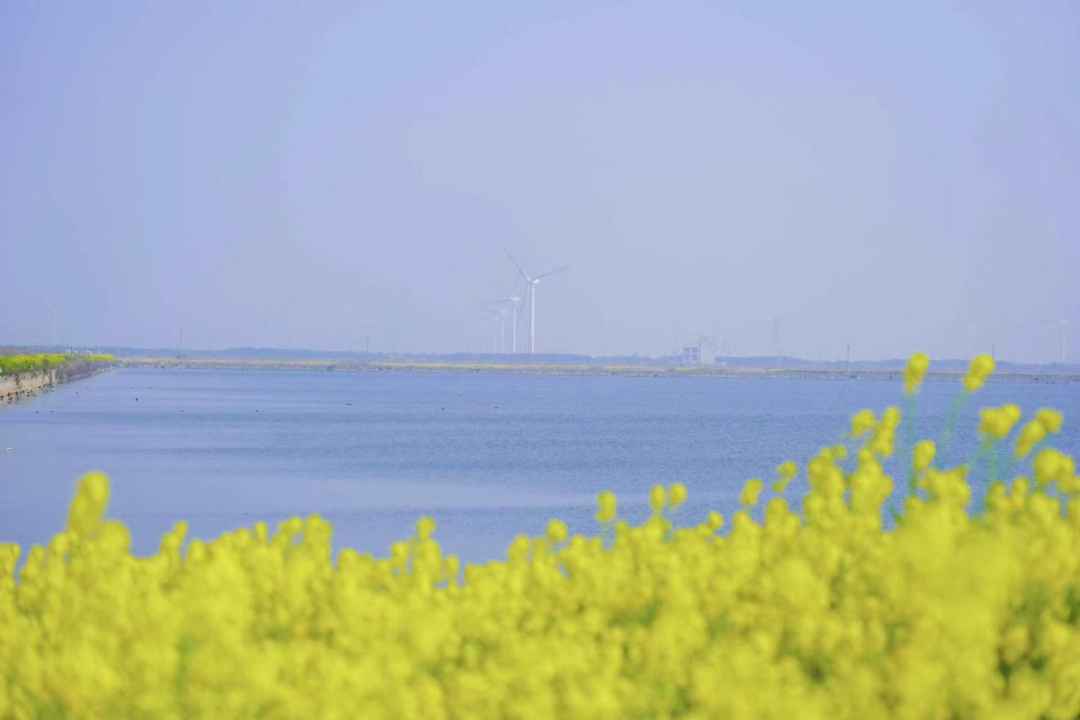 花海深处藏着古村、风车与烟火，宁波高速赏花路线来了