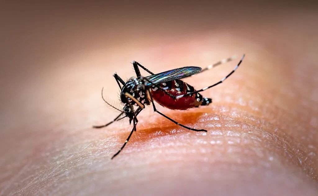 今年蚊子"史诗级加强"？上海人瑟瑟发抖…中疾控提醒