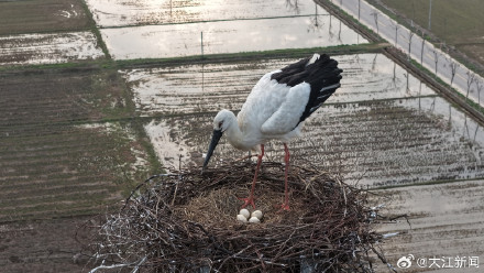 东方白鹳“塔生”的幸福生活 东方白鹳“塔生”的幸福生活