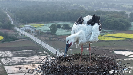 东方白鹳“塔生”的幸福生活 东方白鹳“塔生”的幸福生活
