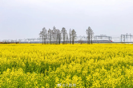 春日花海列车已发车 春日花海列车已发车