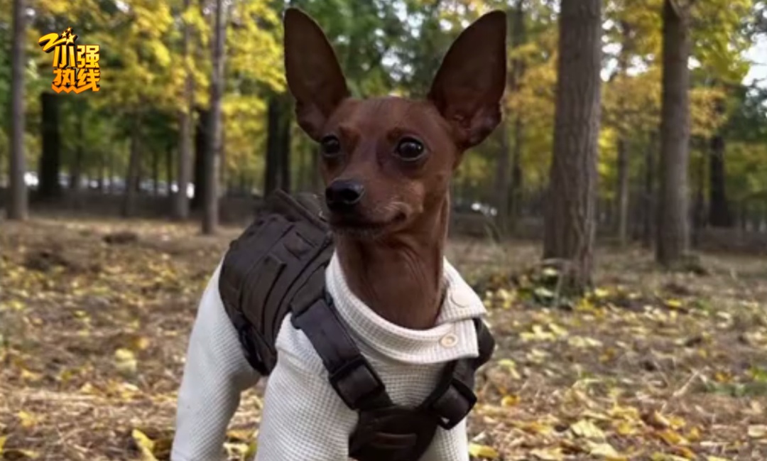 小狗输液时突然死亡！女子心痛报警，回看监控意外发现大问题…宠物医院回应