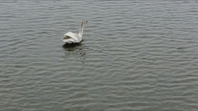 春暖花开,大部队都走了!安徽嬉子湖3只候鸟为何滞留?背后各有一段 “伤心事” 春暖花开,大部队都走了!安徽嬉子湖3只候鸟为何滞留?背后各有一段 “伤心事”