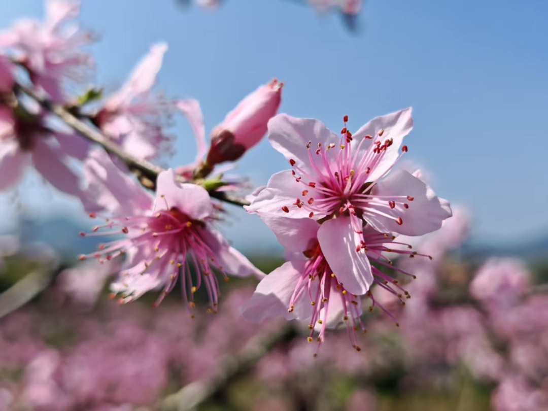 花海深处藏着古村、风车与烟火，宁波高速赏花路线来了