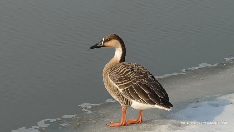 春暖花开,大部队都走了!安徽嬉子湖3只候鸟为何滞留?背后各有一段 “伤心事” 春暖花开,大部队都走了!安徽嬉子湖3只候鸟为何滞留?背后各有一段 “伤心事”