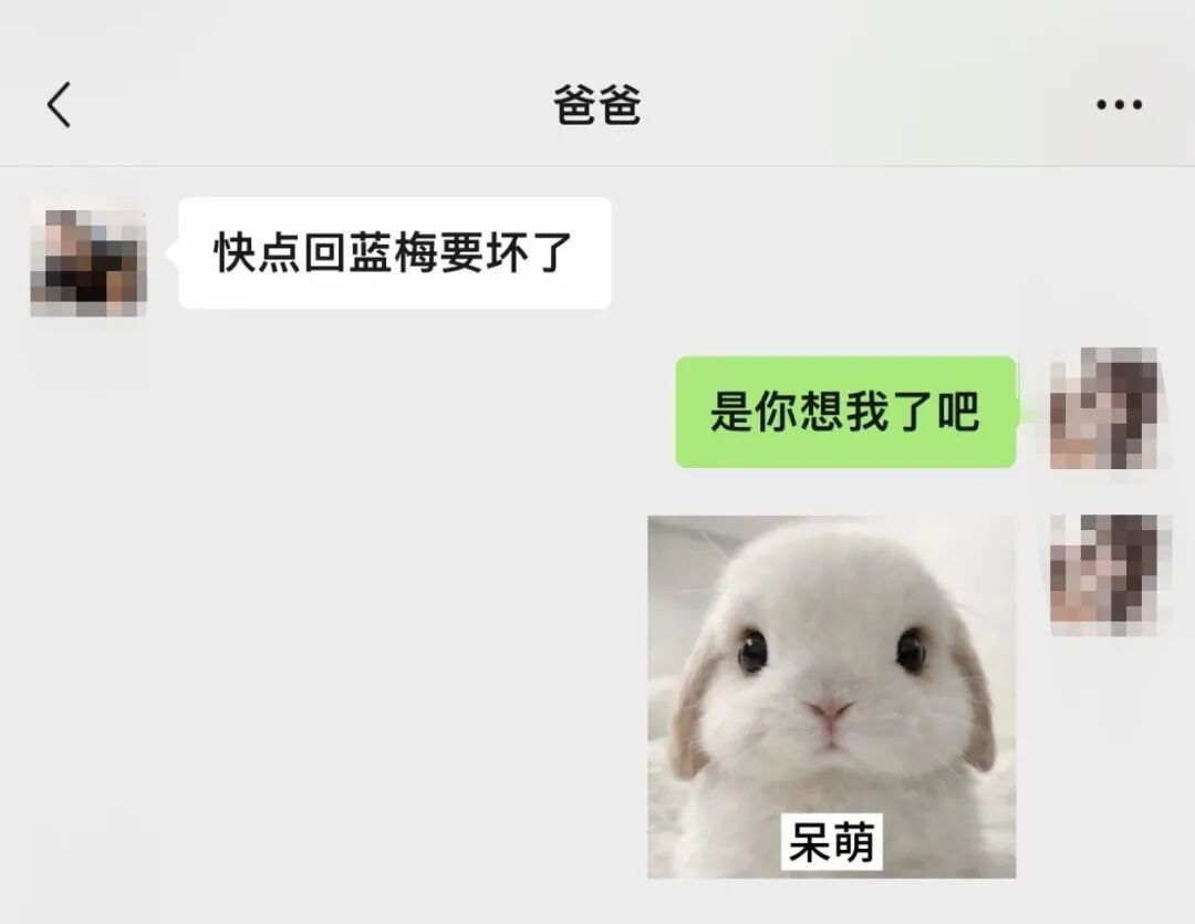 只要我不回妈妈消息,就会被小猫“魔法攻击”…… 只要我不回妈妈消息,就会被小猫“魔法攻击”……