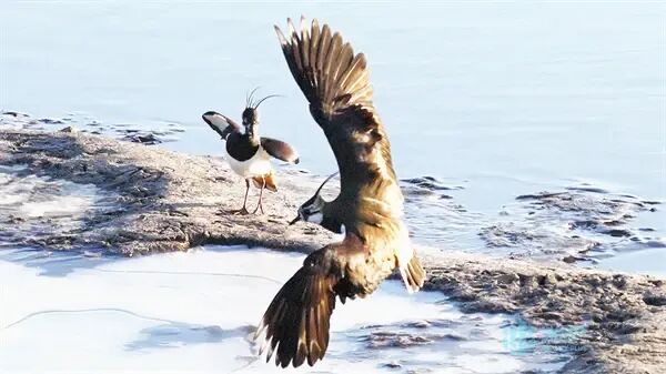 “黑冠舞者”凤头麦鸡现身松花江