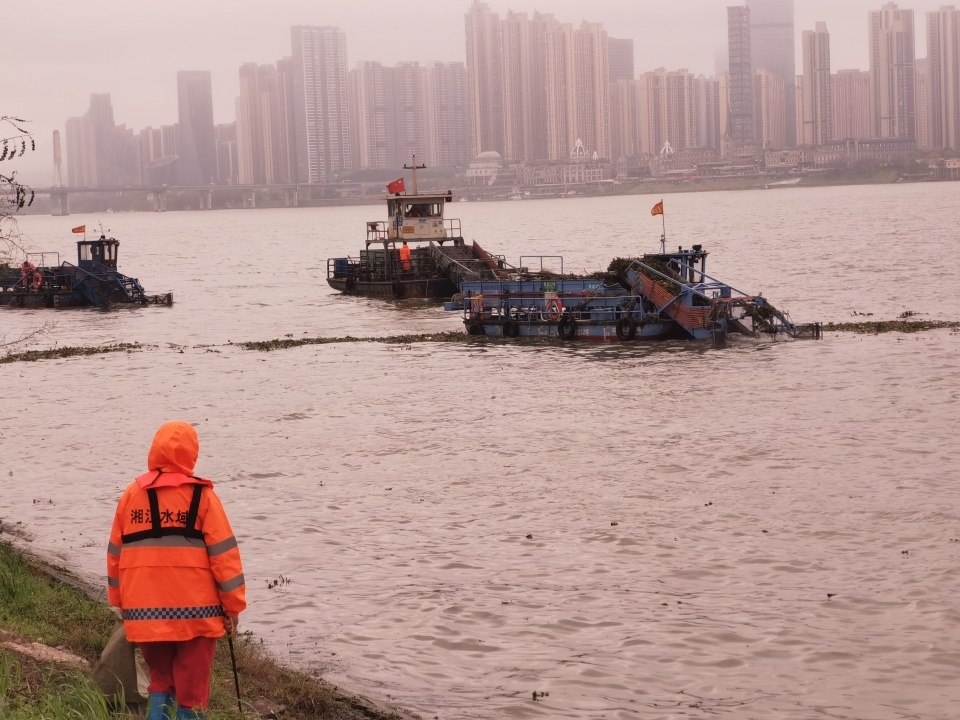湘江长沙段入春水葫芦过境高峰,城管部门已累计打捞超1200吨 湘江长沙段入春水葫芦过境高峰,城管部门已累计打捞超1200吨