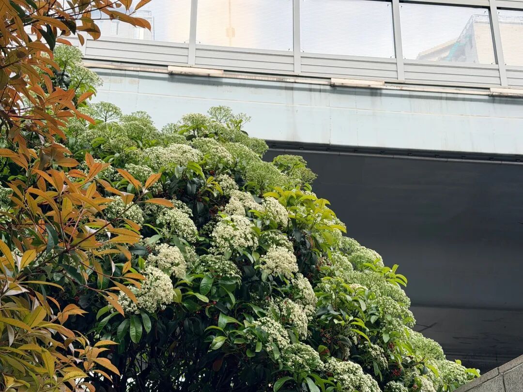 武汉这种绿花提前开了！散发臭味，为什么街头会种？