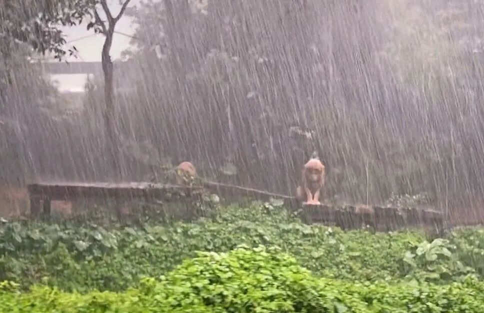 动物园的狮子在暴雨中营业？园方：淋雨是它的自发行为，网友：它一定是“狮恋”了