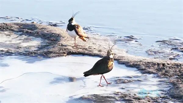 “黑冠舞者”凤头麦鸡现身松花江