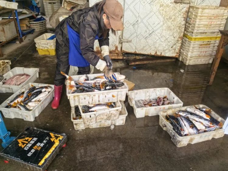 立即停止吃这种鱼!现在毒性最强!椒江4人非法销售,被抓了 立即停止吃这种鱼!现在毒性最强!椒江4人非法销售,被抓了