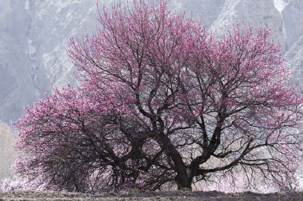 好美！青海黄南杏花绘就春日限定画卷