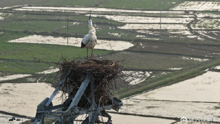 东方白鹳“塔生”的幸福生活 东方白鹳“塔生”的幸福生活