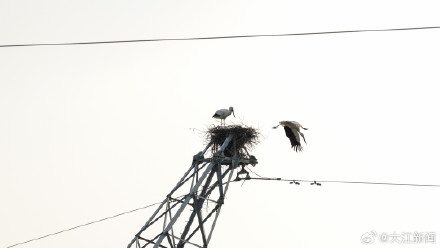 东方白鹳“塔生”的幸福生活 东方白鹳“塔生”的幸福生活