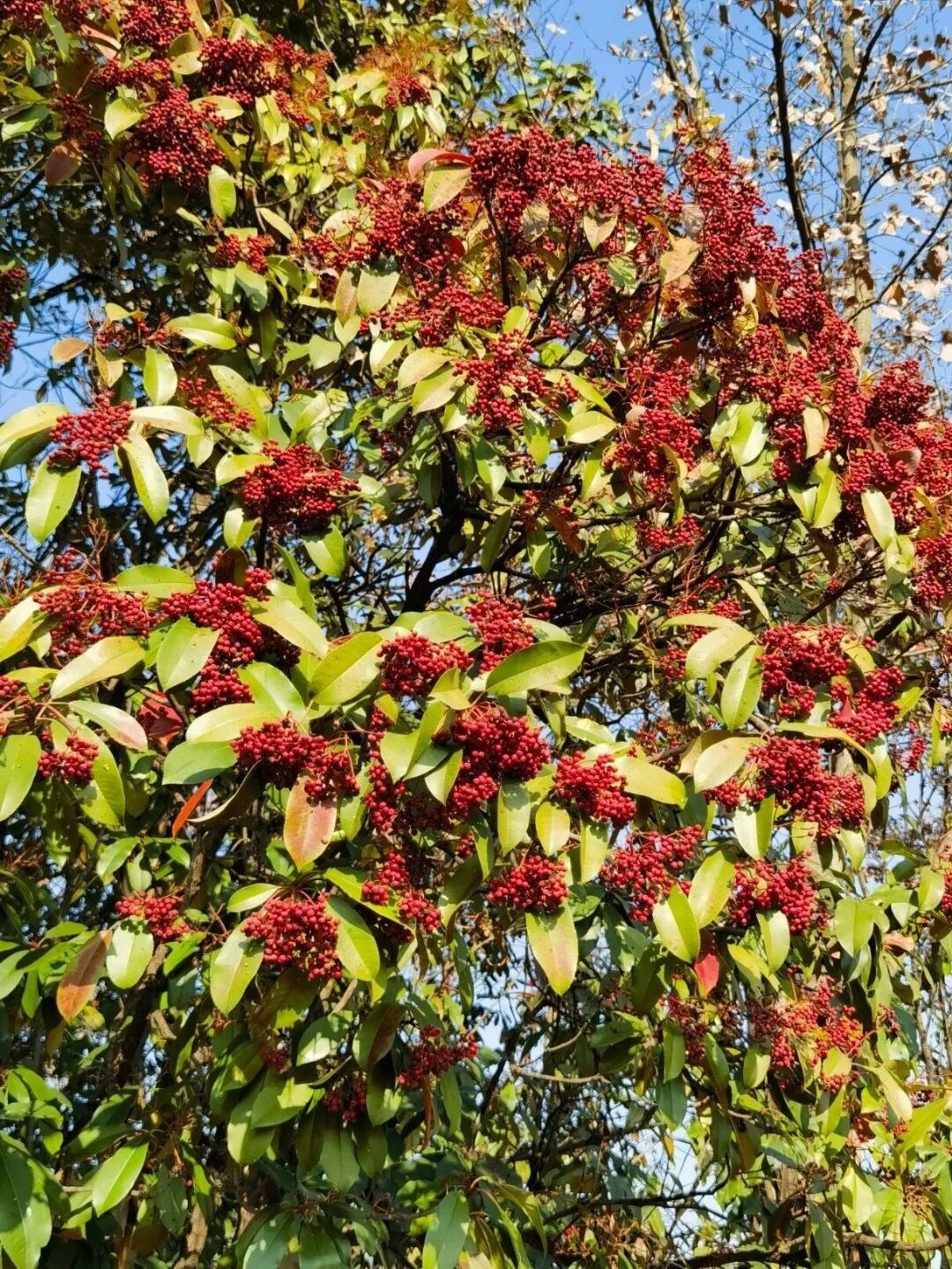 武汉这种绿花提前开了！散发臭味，为什么街头会种？