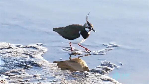 “黑冠舞者”凤头麦鸡现身松花江