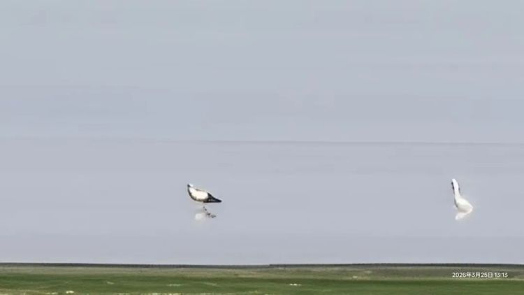 春暖花开,大部队都走了!安徽嬉子湖3只候鸟为何滞留?背后各有一段 “伤心事” 春暖花开,大部队都走了!安徽嬉子湖3只候鸟为何滞留?背后各有一段 “伤心事”