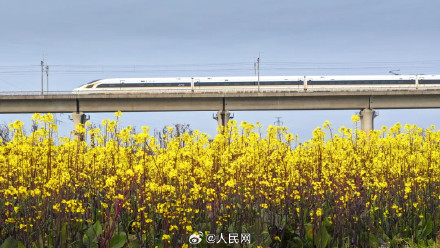 春日花海列车已发车 春日花海列车已发车