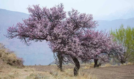 好美！青海黄南杏花绘就春日限定画卷