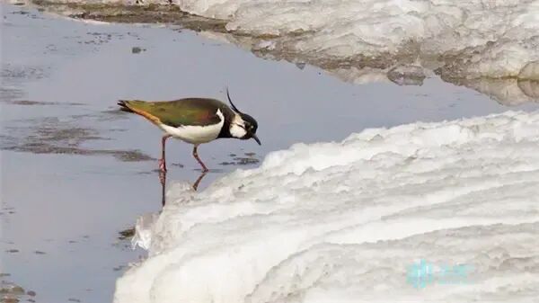 “黑冠舞者”凤头麦鸡现身松花江
