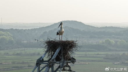 东方白鹳“塔生”的幸福生活 东方白鹳“塔生”的幸福生活