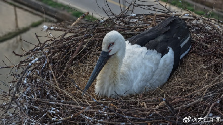 东方白鹳“塔生”的幸福生活 东方白鹳“塔生”的幸福生活