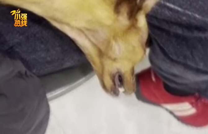 小狗输液时突然死亡！女子心痛报警，回看监控意外发现大问题…宠物医院回应