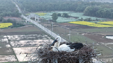 东方白鹳“塔生”的幸福生活 东方白鹳“塔生”的幸福生活