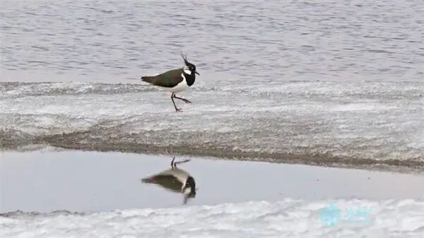 “黑冠舞者”凤头麦鸡现身松花江