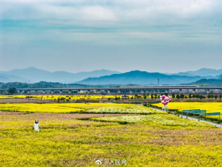春日花海列车已发车 春日花海列车已发车